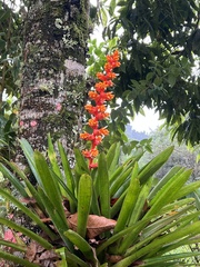 Guzmania multiflora