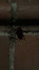 Periplaneta americana