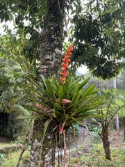 Guzmania multiflora