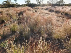Austrostipa elegantissima