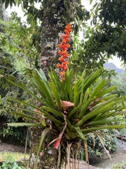 Guzmania multiflora