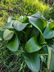 Haemanthus