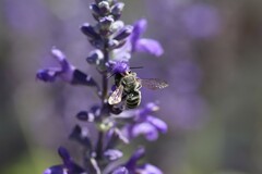 Megachilidae