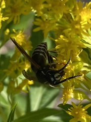 Vespula consobrina