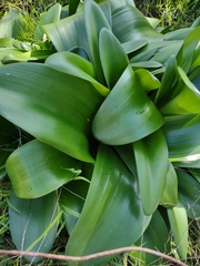 Haemanthus