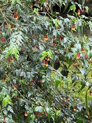 Callianthe megapotamica