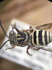 Epeolus pusillus