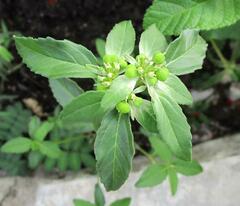 Euphorbia dentata