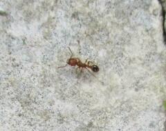 Tetramorium bicarinatum