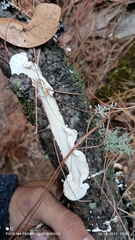 Byssomerulius corium