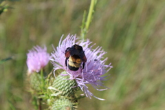 Bombus auricomus