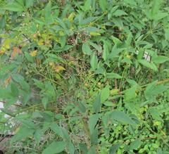 Nandina domestica