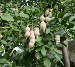 Dermatophyllum secundiflorum