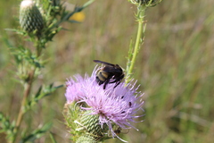 Bombus auricomus