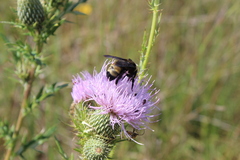 Bombus auricomus