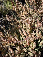 Maireana trichoptera