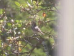 Baeolophus inornatus