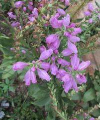 Physostegia virginiana