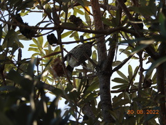 Anthochaera chrysoptera