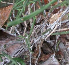 Cylindropuntia leptocaulis