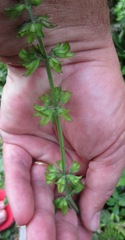 Salvia lyrata