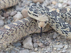 Pituophis catenifer deserticola
