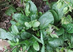 Salvia lyrata