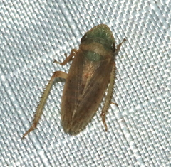 Aphrodes