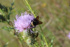 Bombus auricomus