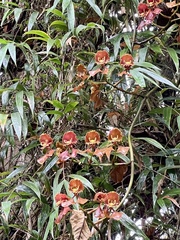 Oncidium luteopurpureum