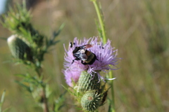 Bombus auricomus