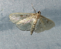 Herpetogramma