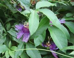 Passiflora incarnata × cincinnata