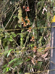 Oncidium luteopurpureum