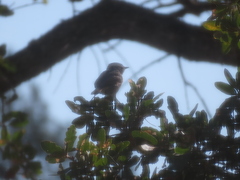 Baeolophus inornatus