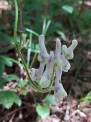 Aconitum alboviolaceum