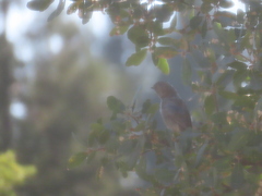 Baeolophus inornatus