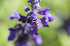 Megachilidae
