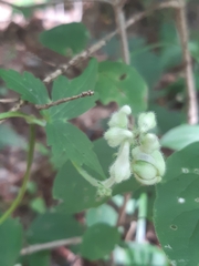 Aconitum alboviolaceum