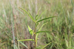 Asclepias hirtella