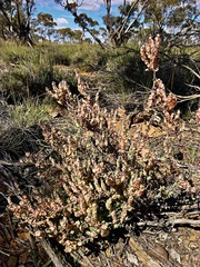 Maireana trichoptera