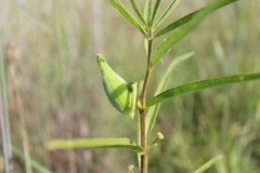 Asclepias hirtella