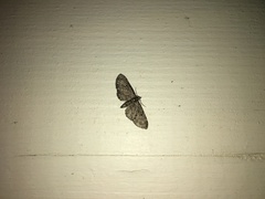 Eupithecia tripunctaria