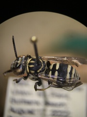 Triepeolus