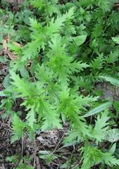 Conoclinium dissectum