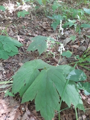 Aconitum alboviolaceum
