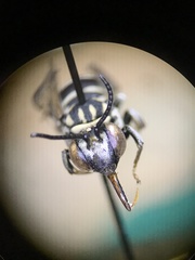 Triepeolus
