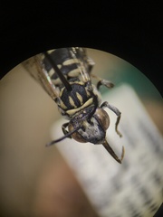 Triepeolus