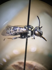 Triepeolus