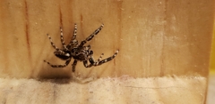 Salticidae